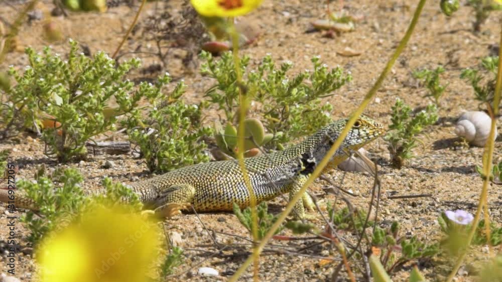 lizard in its natural habitat with natural behavior, under the intense heat and radiation of the sun in the Atacama desert during a spring flowering lizard in its natural habitat with natural behavior, under the intense heat and radiation of the sun in the Atacama desert during a spring flowering