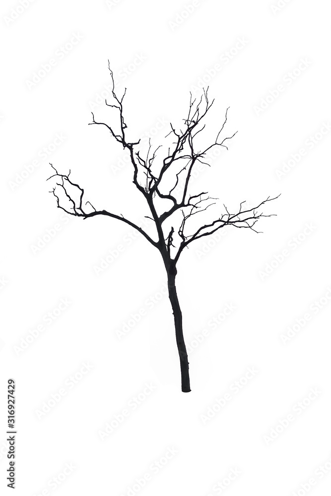 di cut tree for background di cut tree for background