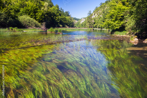 Water vegetation on the Korana River, Croatia