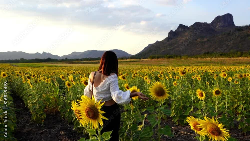 slow-motion of cheerful woman walking and enjoying with sunflower field at Kao Jeen Lae in Lopburi, Thailand slow-motion of cheerful woman walking and enjoying with sunflower field at Kao Jeen Lae in Lopburi, Thailand