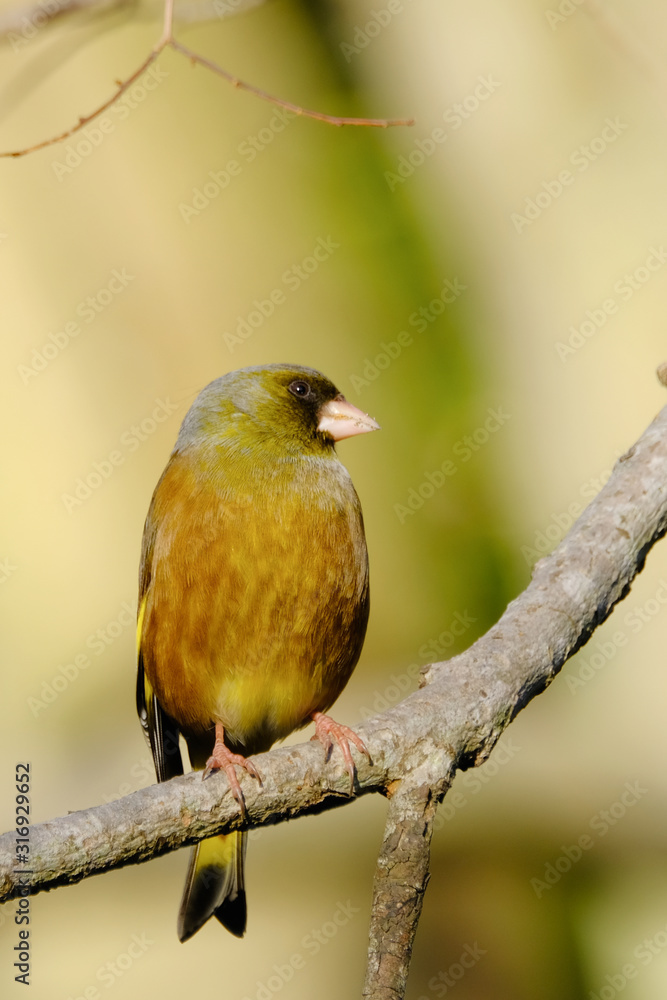 green finch on branch