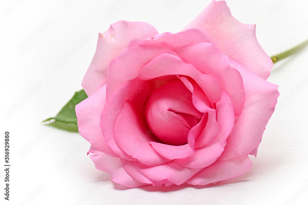 beautiful pink rose flower isolated on white background, concept image of couple sexual orgasm beautiful pink rose flower isolated on white background, concept image of couple sexual orgasm