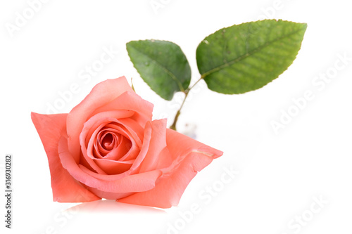 orange rose flower isolated on white background