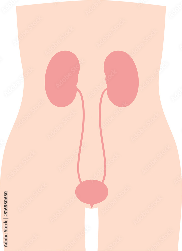 人体 膀胱のイラスト 内臓 消化器 人体 膀胱のイラスト 内臓 消化器