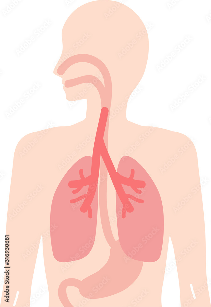 人体 食道 肺 胃のイラスト 内臓 呼吸器 消化器 Stock ベクター Adobe Stock