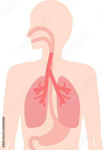 人体　食道・肺・胃のイラスト　内臓　呼吸器　消化器 photo