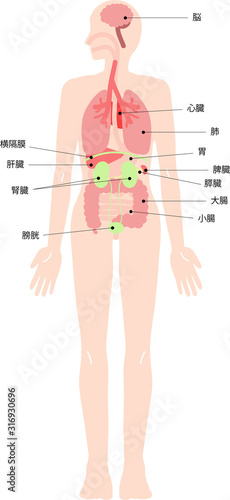 人体　名称付き内臓の全身イラストセット
