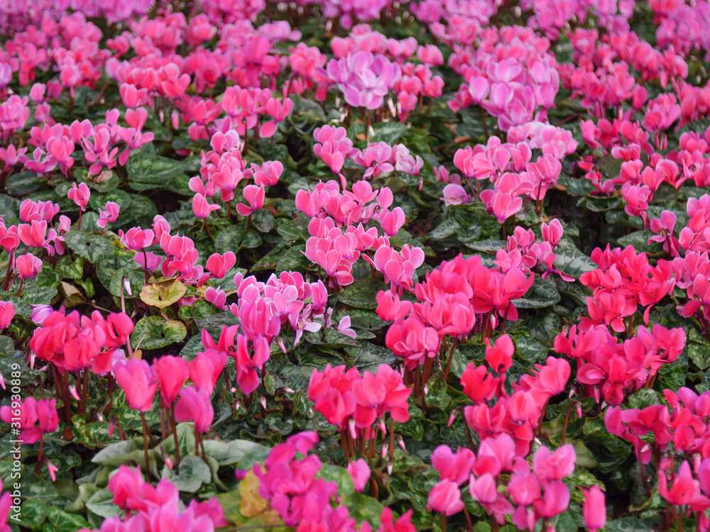 Close-up shot scenic landscape of fresh and natural pink flower meadows Close-up shot scenic landscape of fresh and natural pink flower meadows