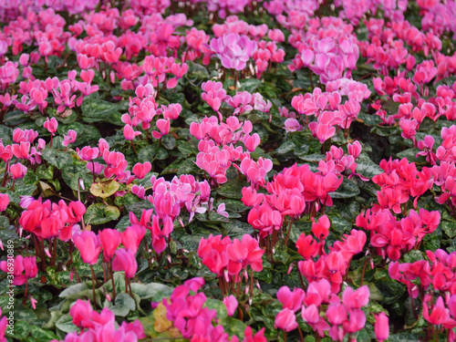 Close-up shot scenic landscape of fresh and natural pink flower meadows