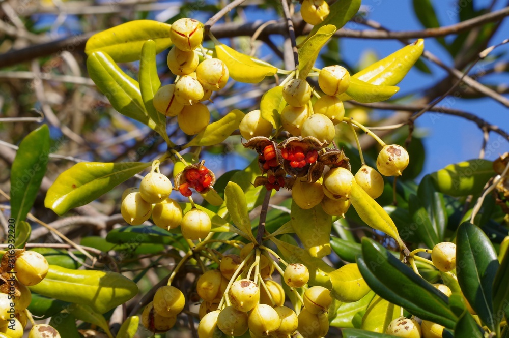 Obraz premium トベラ