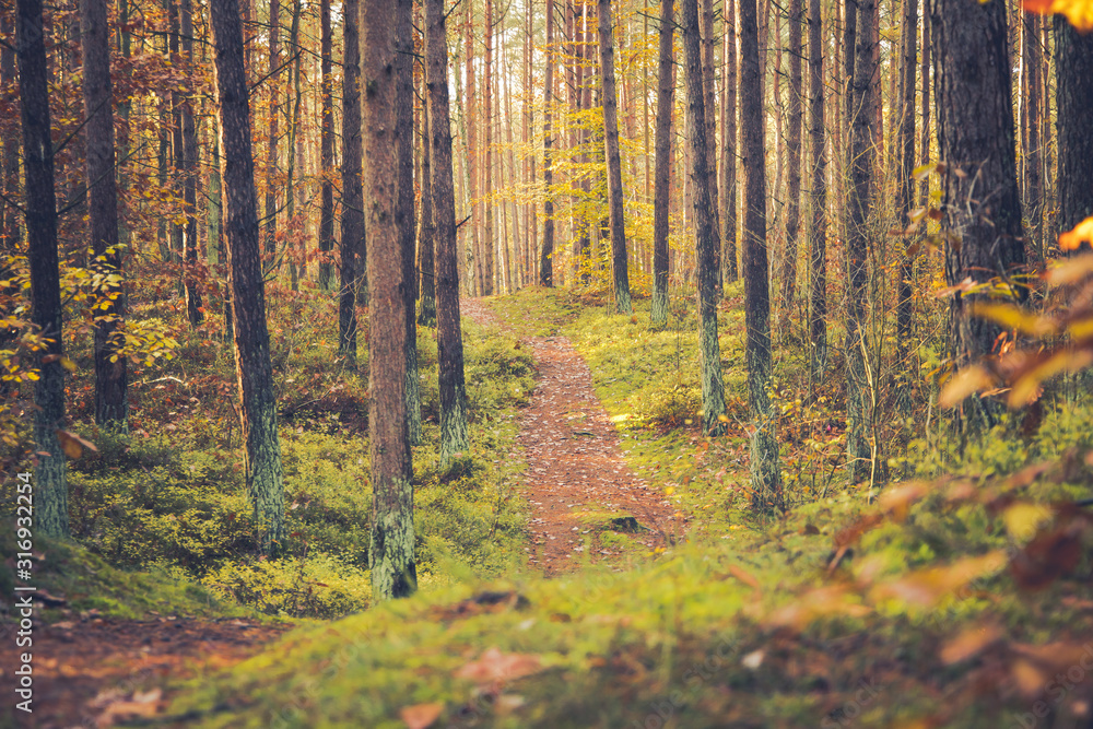 Obraz premium Jesień w lesie