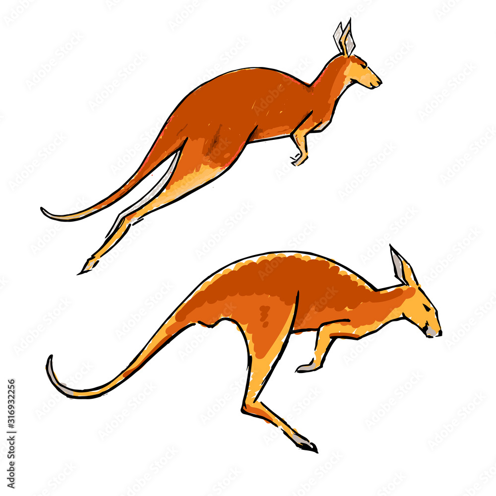 Fototapeta premium Set of two jumping wallabies isolated on white background.