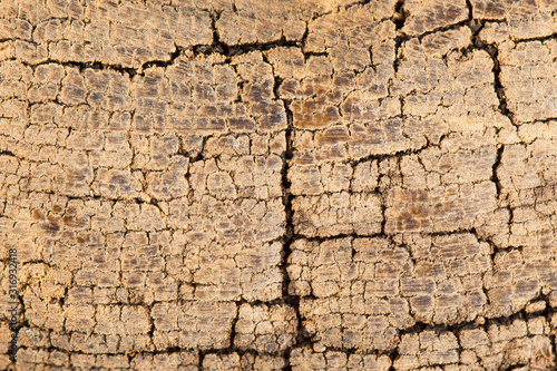 Close-up texture of an old cracked tree in a cut.