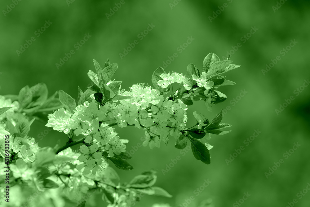 Beautiful blossoming cherry tree on a spring day. Natural background green color toned Beautiful blossoming cherry tree on a spring day. Natural background green color toned