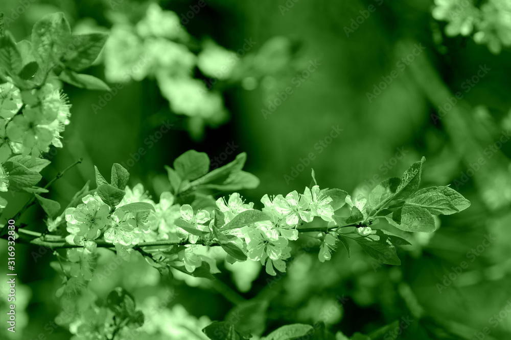 Beautiful blossoming cherry tree on a spring day. Natural background green color toned Beautiful blossoming cherry tree on a spring day. Natural background green color toned