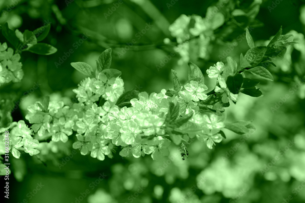 Beautiful blossoming cherry tree on a spring day. Natural background green color toned Beautiful blossoming cherry tree on a spring day. Natural background green color toned