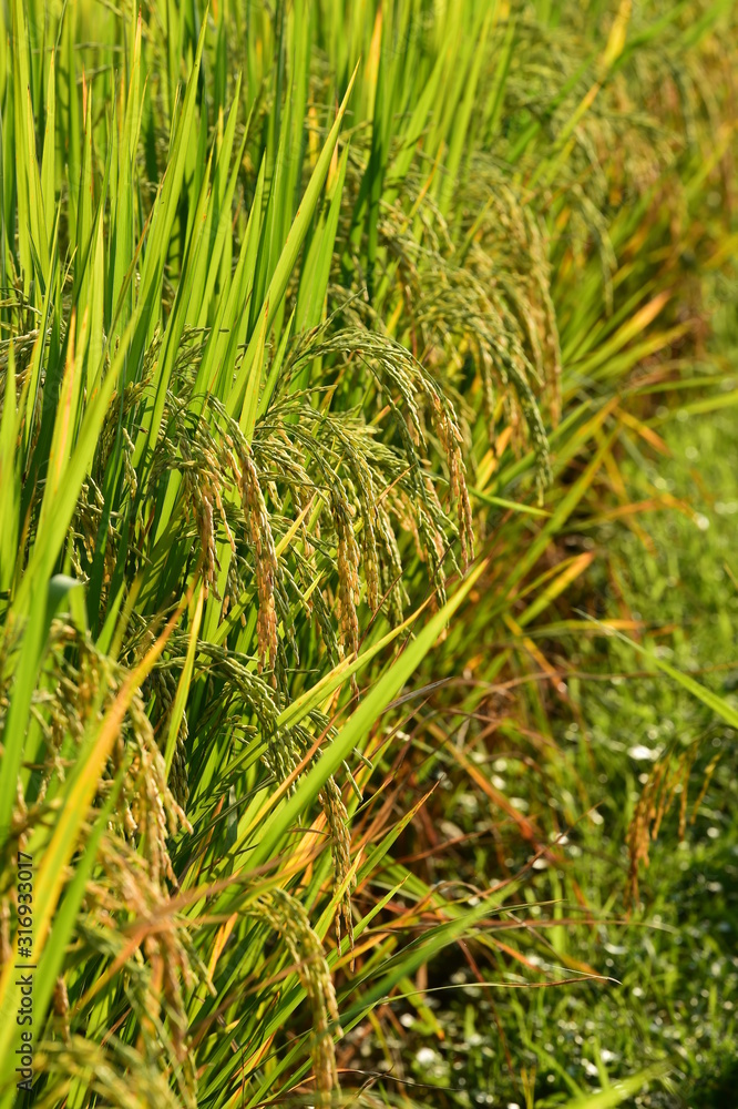 close up of ripening rice in a paddy field close up of ripening rice in a paddy field