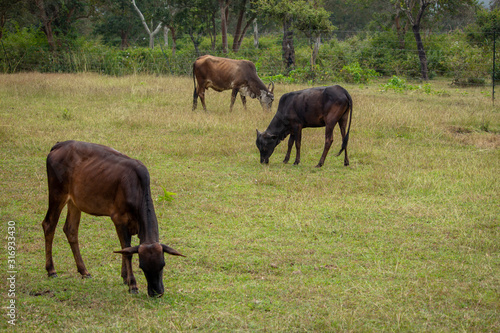 Cows grazing along the forest area along Masinagudi  Mudumalai National Park  Tamil Nadu - Karnataka State border  India.