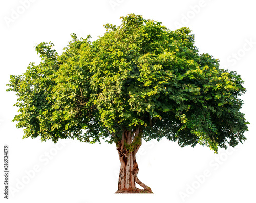 The tree is completely separated from the white ba background Scientific name Bauhinia purpurea