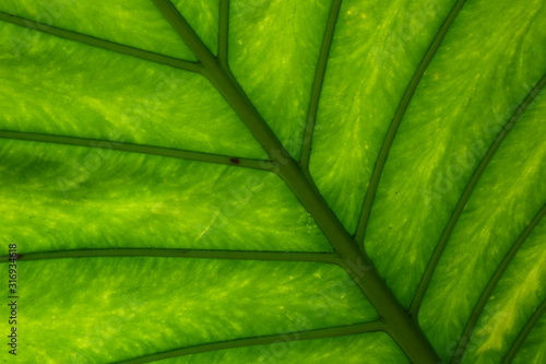 Tropical leaf texture in different shades of green