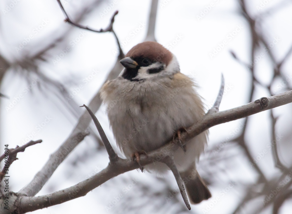 Sparrow on the branches of a tree