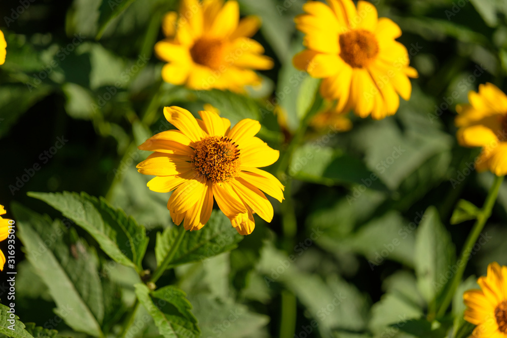 Obraz premium there are a lot of yellow flowers and green stems in the clearing