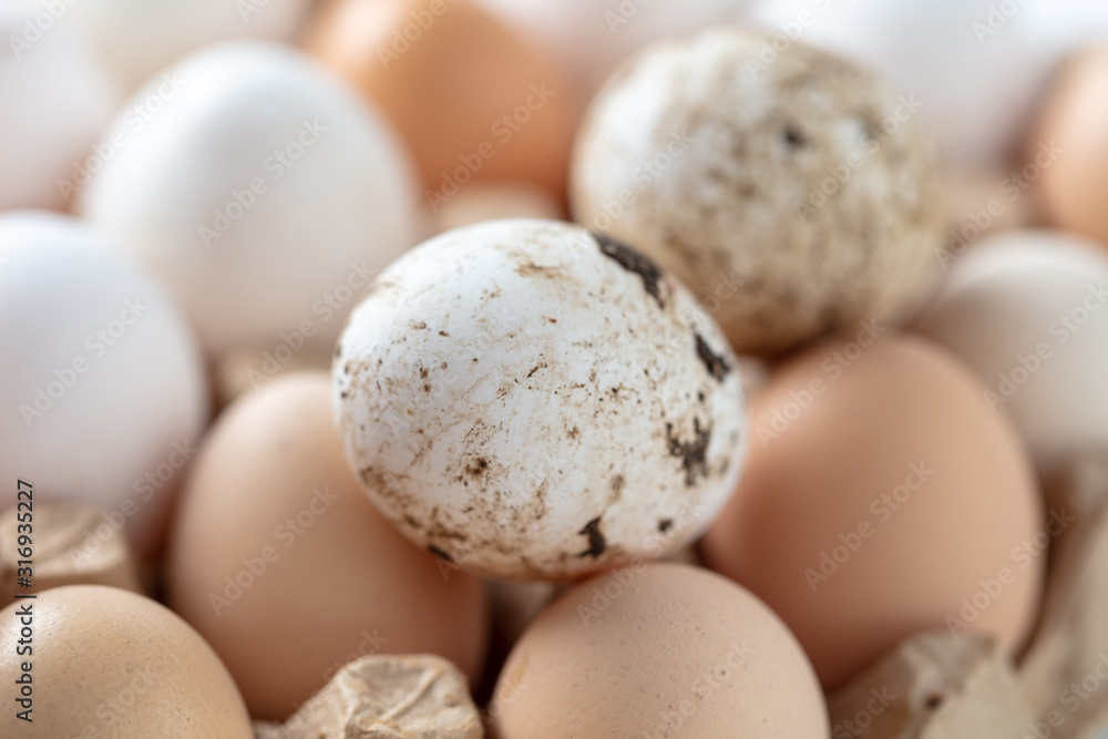 Fresh chicken eggs in industrial mud as a background Fresh chicken eggs in industrial mud as a background