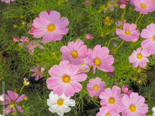 Soft focus pink Cosmos flowers blossom in meadow with green leaves nature background. © Yuttana Joe