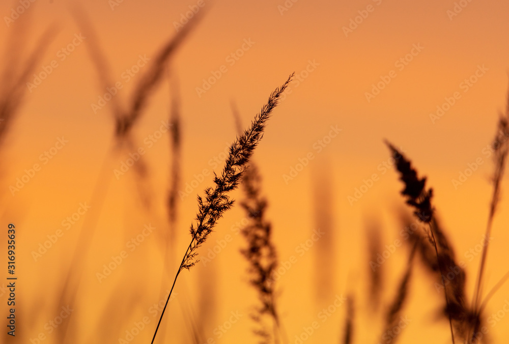 Fototapeta premium Silhouettes of dry grass on a sunset background