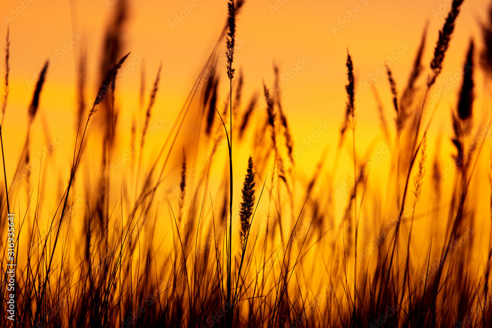 Silhouettes of dry grass on a sunset background Silhouettes of dry grass on a sunset background