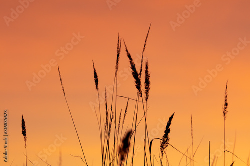 Silhouettes of dry grass on a sunset background
