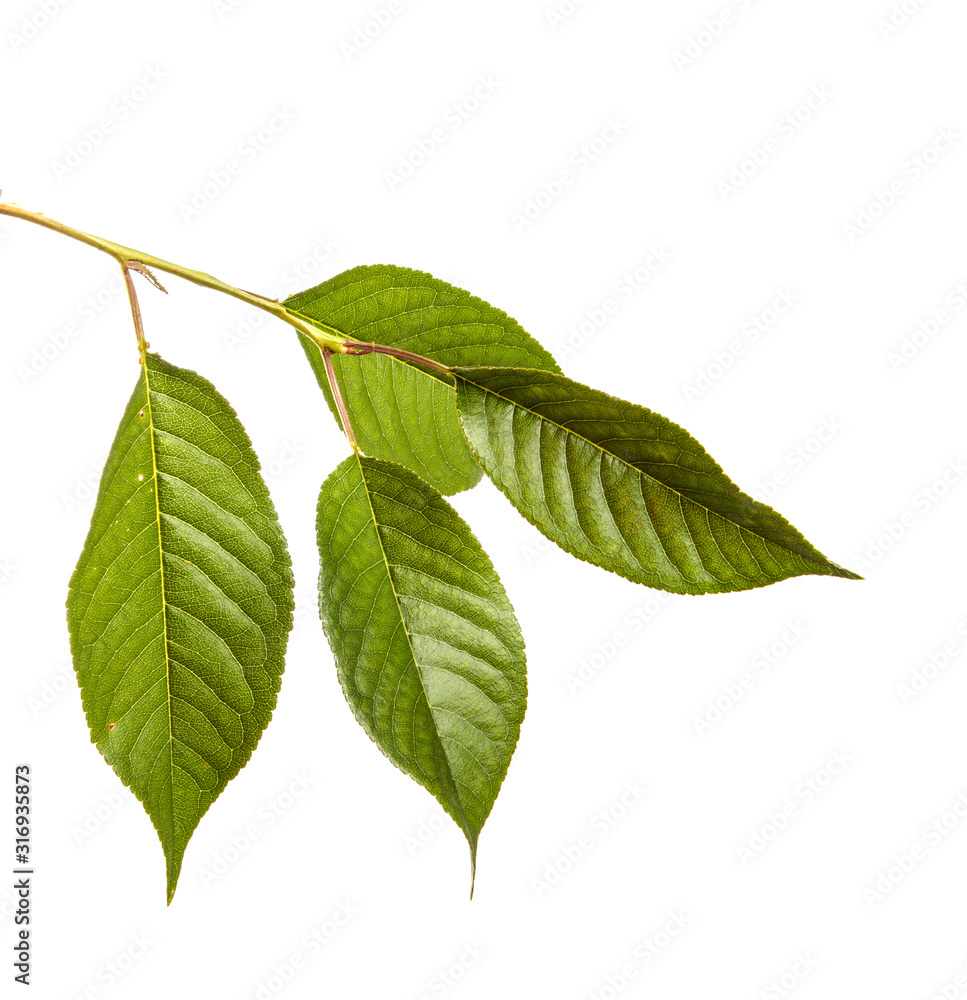 Fototapeta premium Cherry tree branch with green leaves on a white isolated background. Isolate