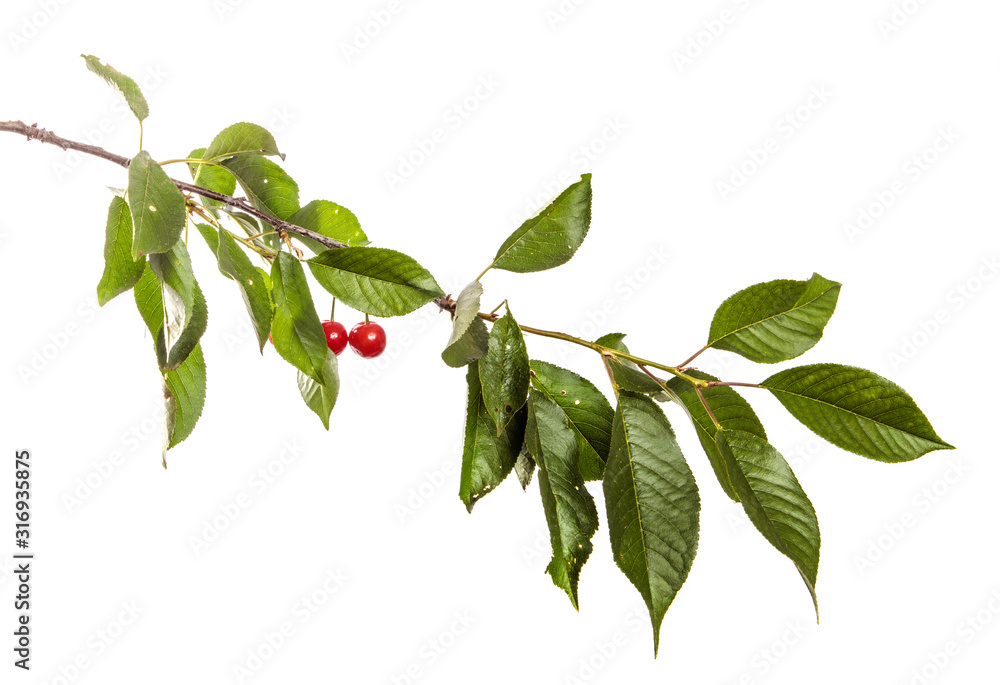Cherry tree branch with green leaves and berries on a white isolated background. Isolate Cherry tree branch with green leaves and berries on a white isolated background. Isolate