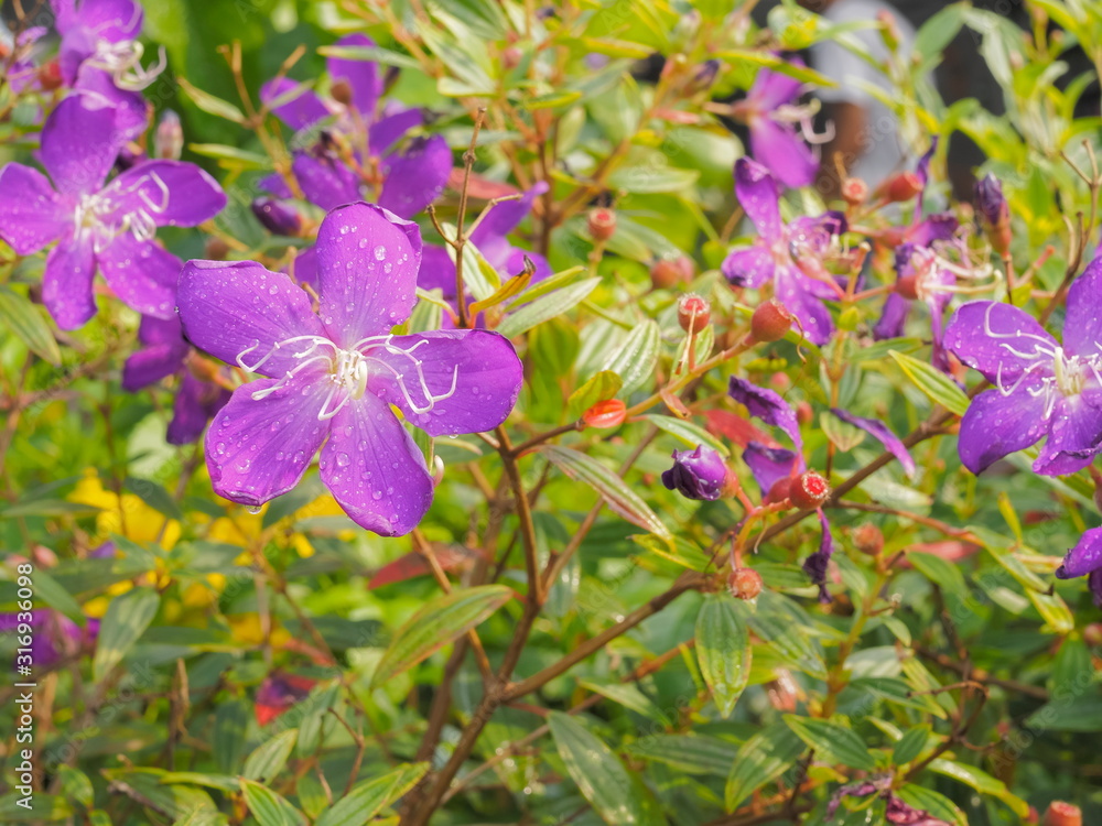 Fototapeta premium Beautiful Tibouchina urvilleana purple flower blossom on branch with dew drop and nature blurred background, other names include glory bush, lasiandra, princess flower, pleroma, purple glory tree.