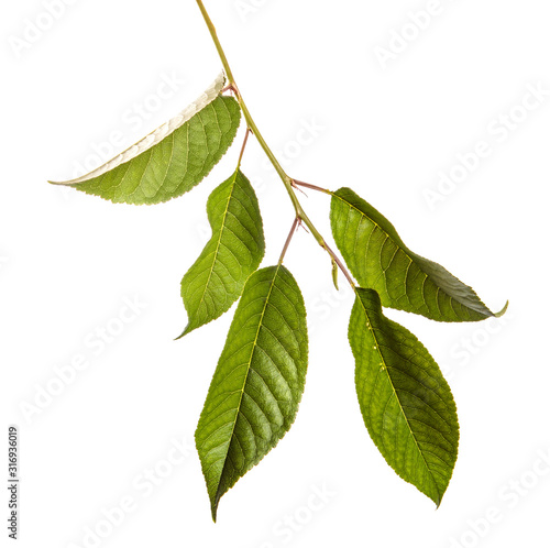 Cherry tree branch with green leaves on a white isolated background. Isolate