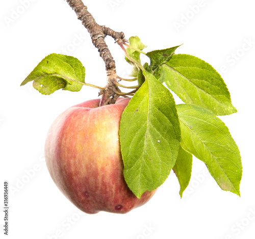 Apple tree branch with fruits isolate. Ripe apple on a branch close-up on an isolated white background.