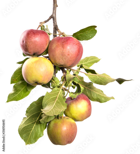 Apple tree branch with fruits and green foliage isolate. Apples on a branch on an isolated white background.