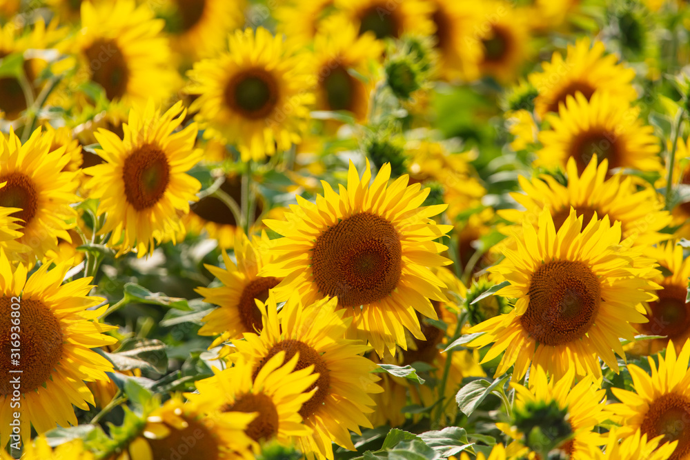 Sunflowers grow in the field