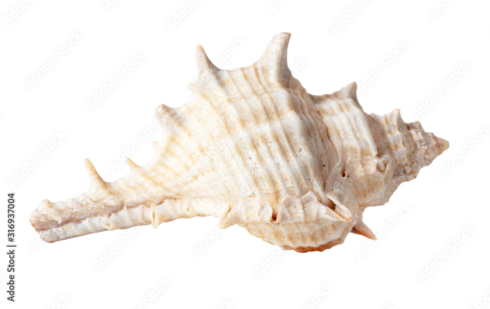 Sea shell isolated on a white background Sea shell isolated on a white background