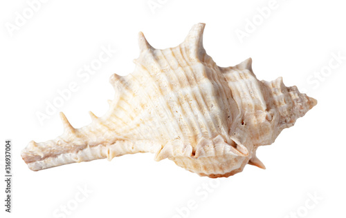 Sea shell isolated on a white background
