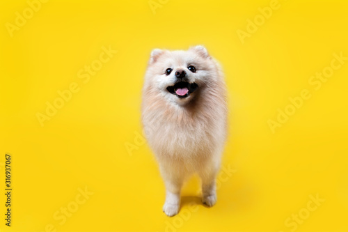 Domestic dog. Portrait of a beige Pomeranian standing on a yellow background, looking away. Copy space. Horizontal