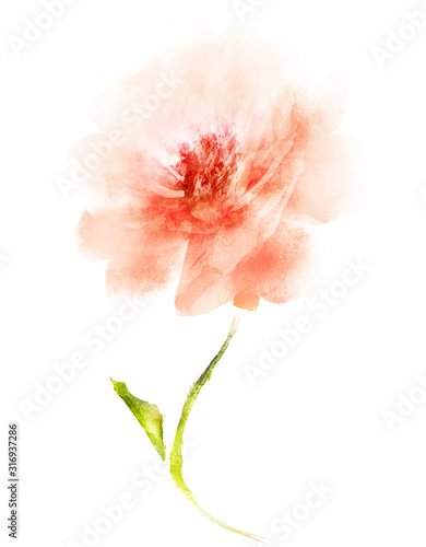 Fototapeta Naklejka Na Ścianę i Meble -  Watercolor flower , isolated on white background