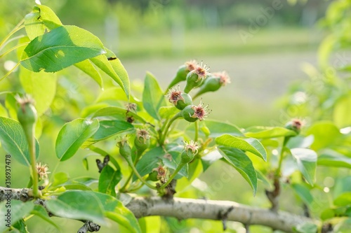 Pear fruit on the tree, spring season beginning of summer in garden