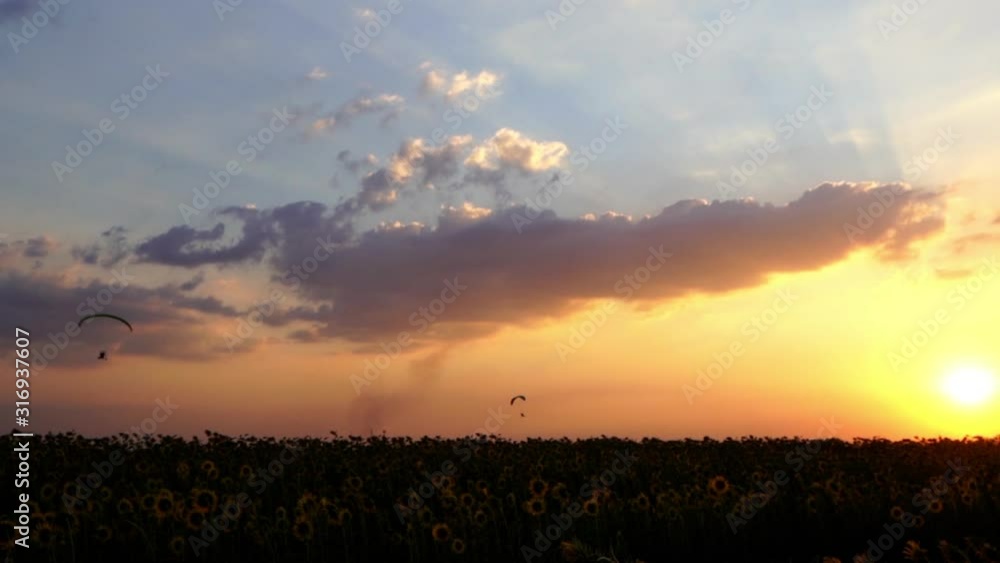 slow-motion of Paraglider flying against a sky over sunflower field at sunset 
