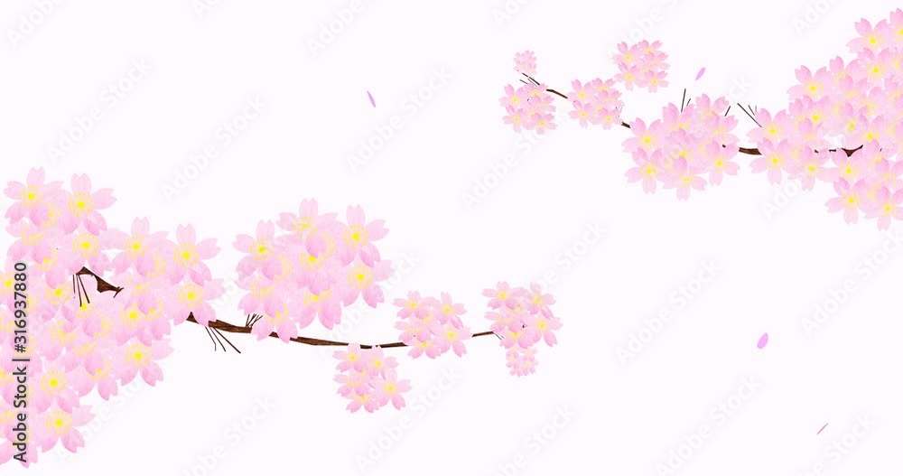 2本の枝さくらとひらひら落ちる花びら