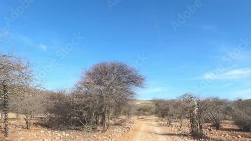 Driving Through Nambian Bushes photo