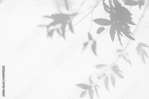 Wallpaper Mural Leaves shadow and tree branch background. Torontodigital.ca