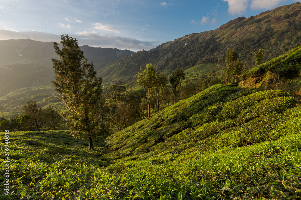 Scenic view over tea plantation near Munnar in Kerala, South India on sunny day