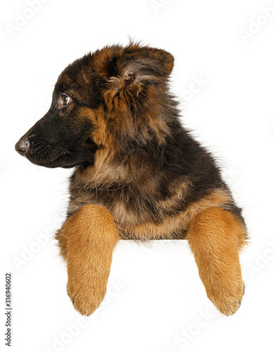 Puppy German Shepherd holding a banner isolated on a white background