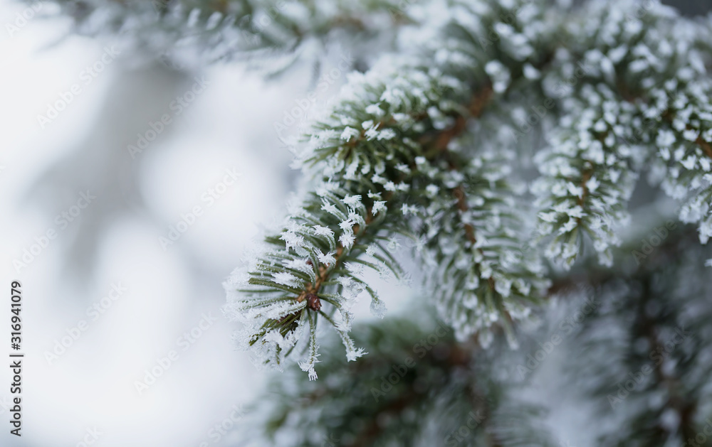 Closeup photo of a frosted pine branch